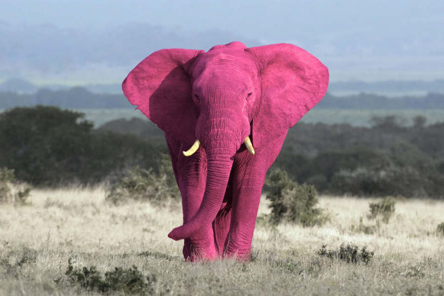 Pink Elephant overgenomen door Broad Horizon